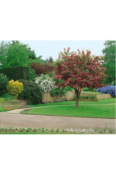 Боярышник колючий Поль Скарлет 